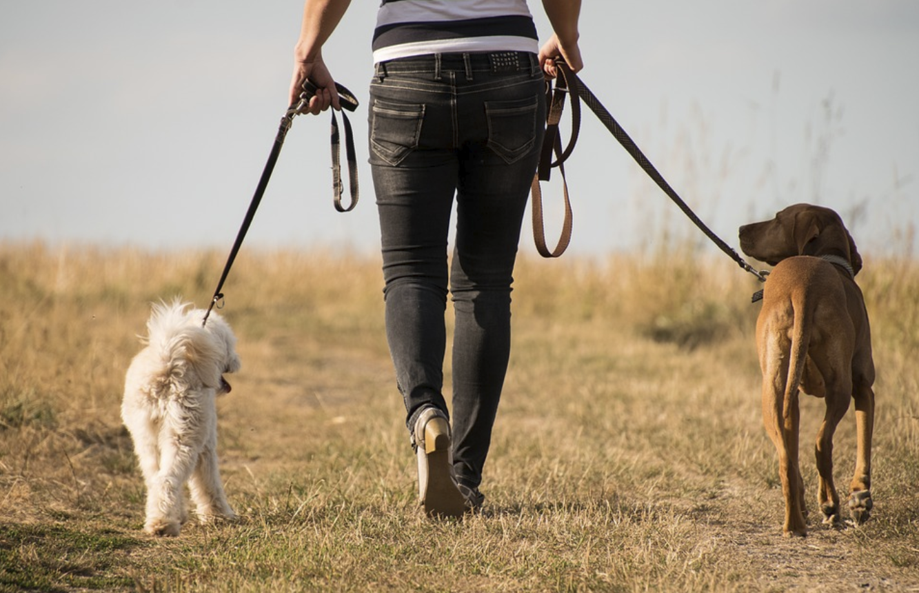 animal breeder career animal breeder career