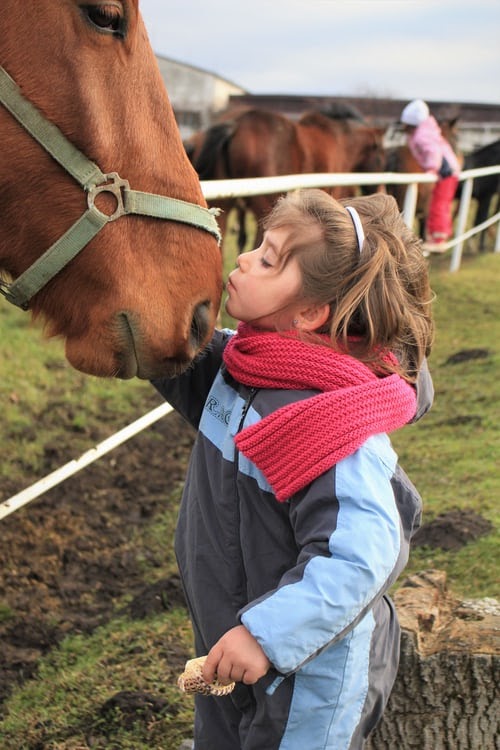 How To Become An Animal Assisted Therapist