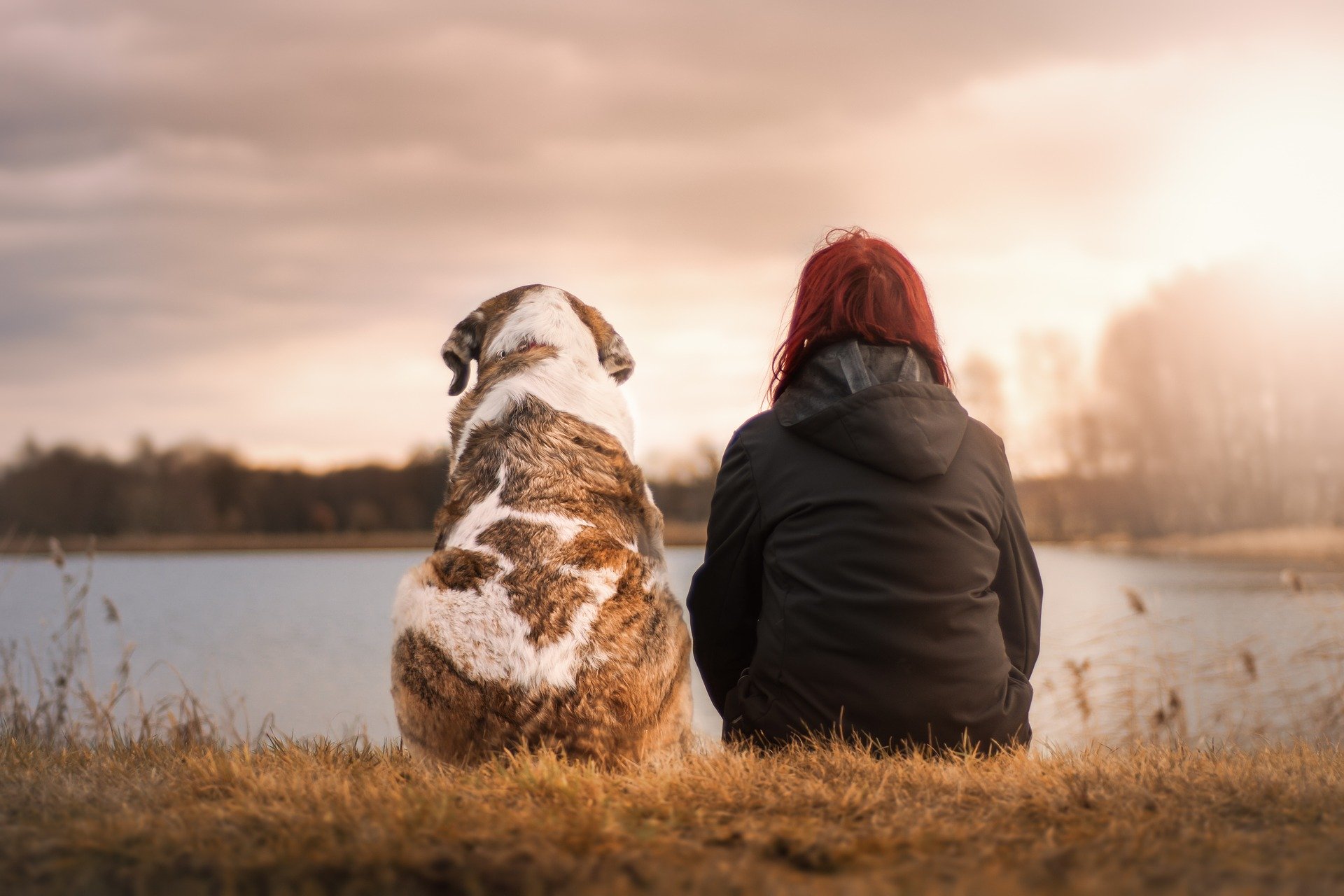 How To Become An Animal Therapist