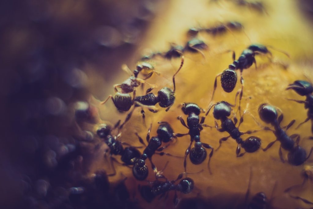 Close up of a colony of ants