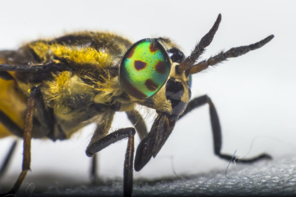 Close up of a housefly