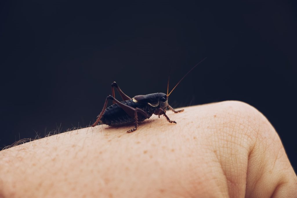 Close up of an insect on a hand