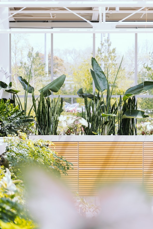 Landscaped plants in a commercial space
