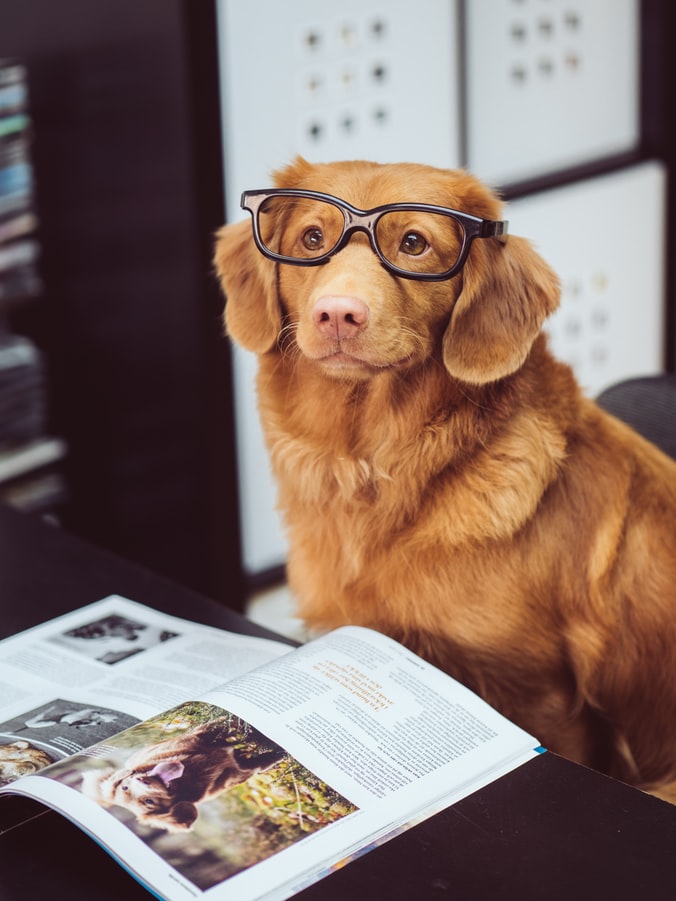 Dog with reading glasses on as it seemingly reads a magazine about dogs