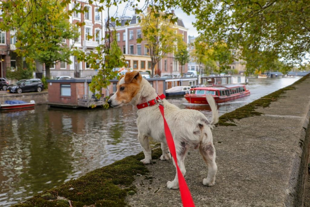 Small dog on a leash looking out at a canal