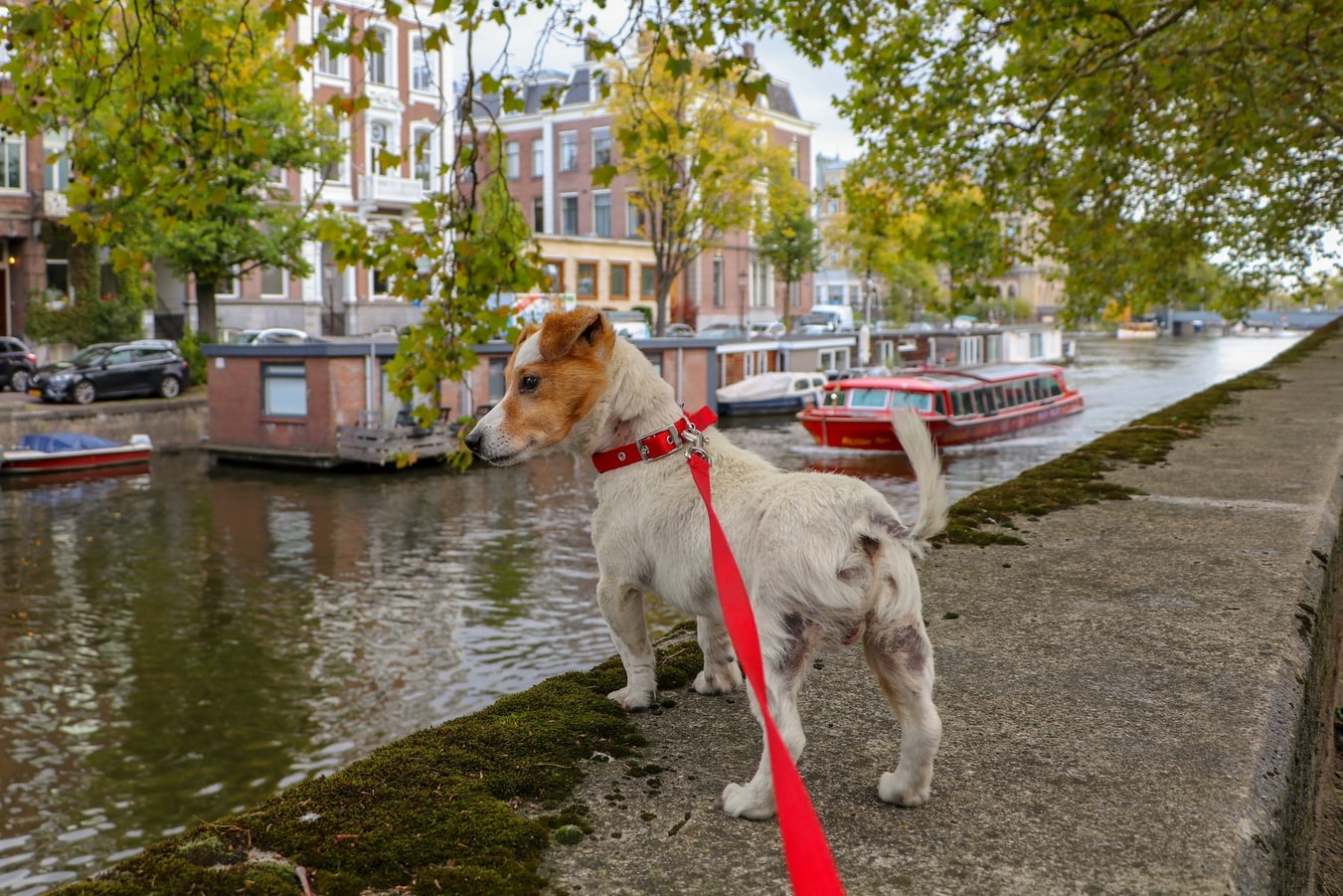 how-to-become-a-dog-walker