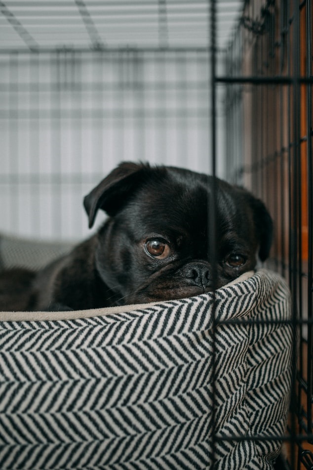 Pug resting in a cage