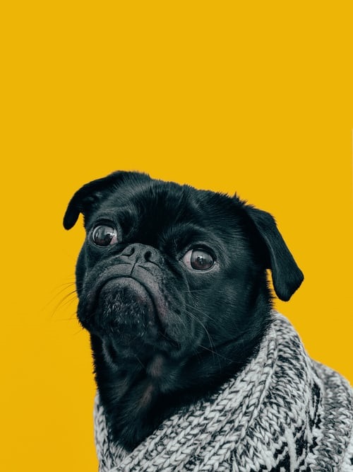 Pug posing with a sweater on