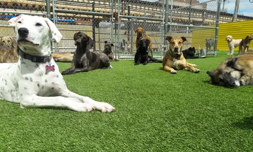 Large group of dogs outside at a doggy day care