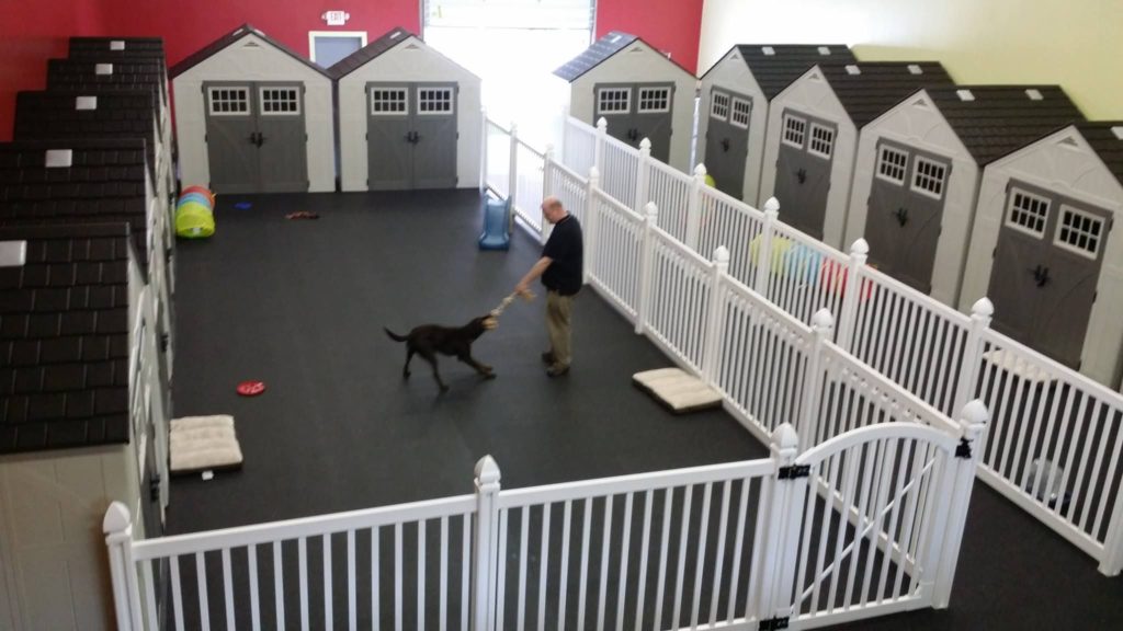 Doggy daycare pro playing with a puppy