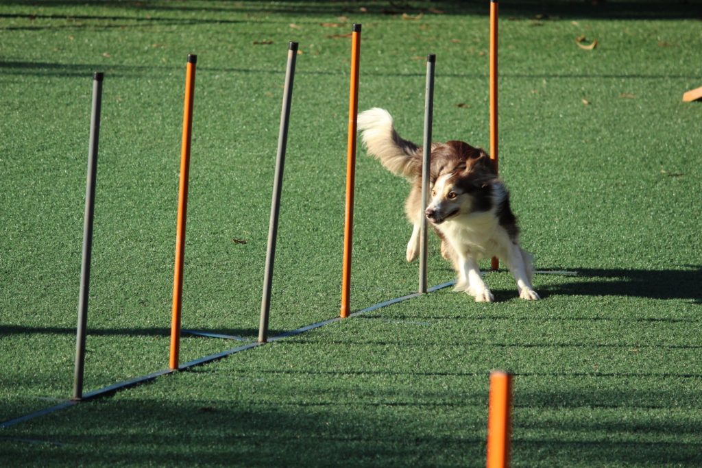 Dog weaving through poles in a speed training course