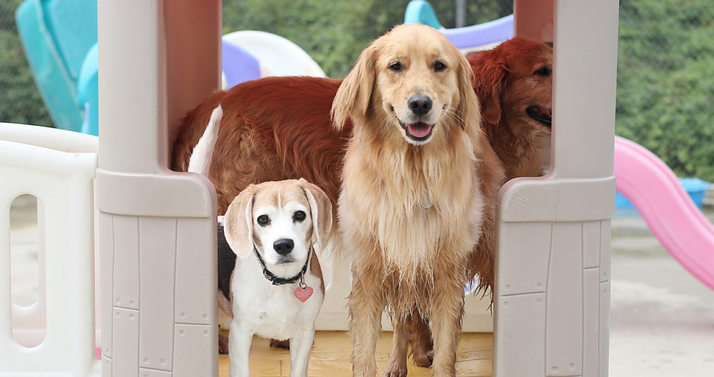 Three dogs standing in a play set at doggy daycare