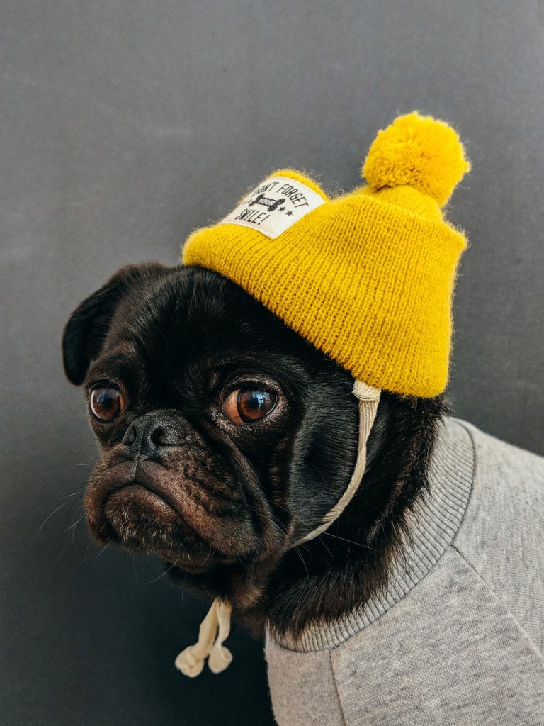 Pug posing with a beanie and a sweater on