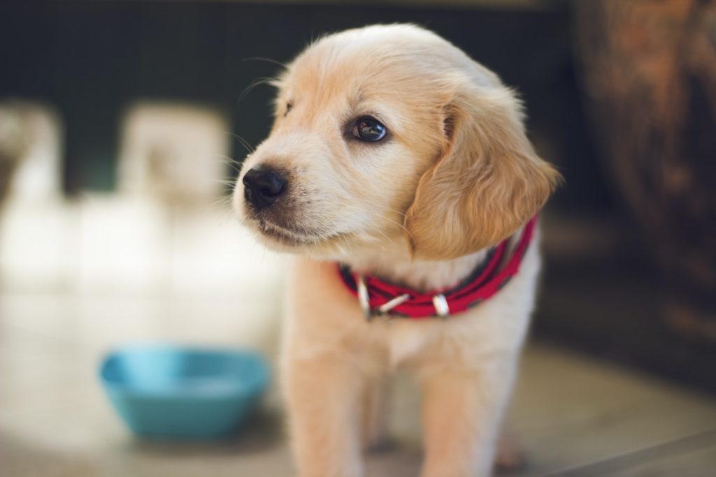 Small puppy with red collar walking away from bowl
