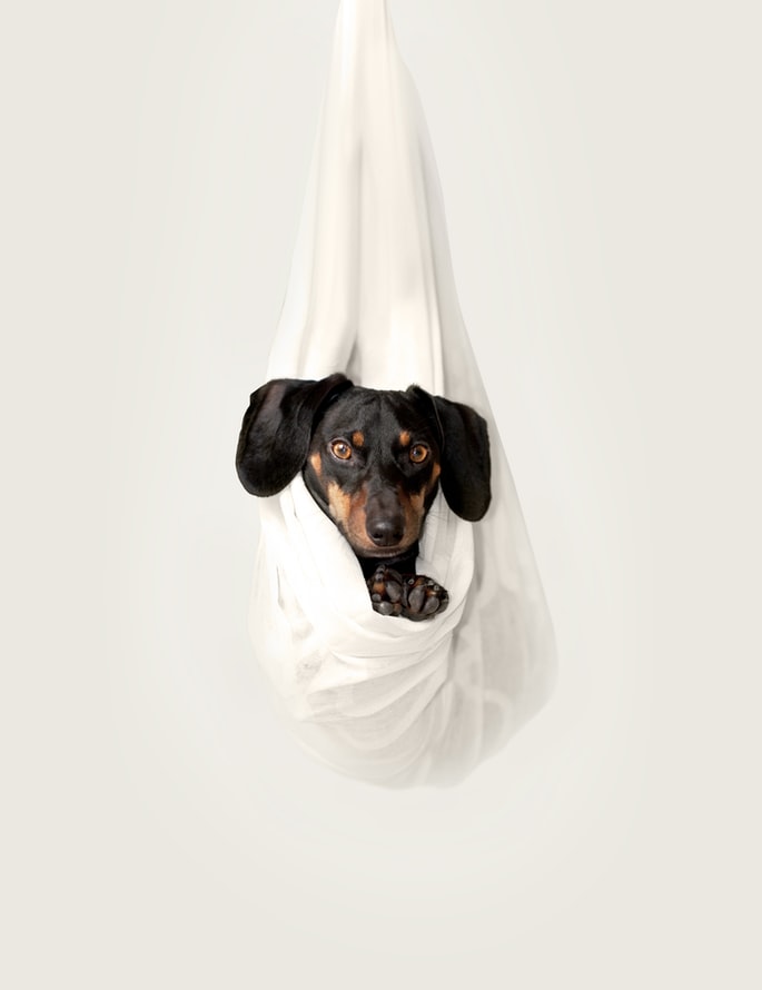 Small dog bundled up and hanging in a white sheet