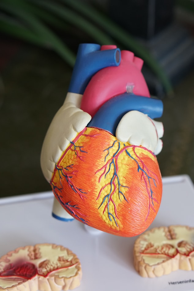 Close up of a heart model for medical studying
