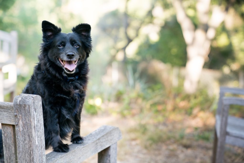 Dog standing on an outdoor chair while panting