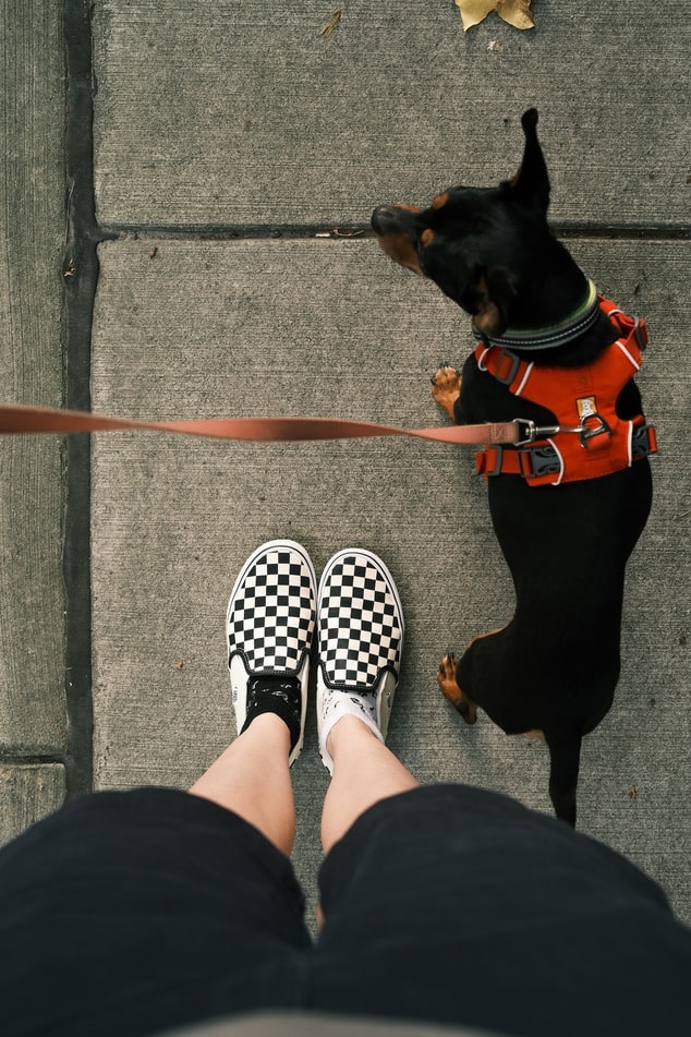Small dog standing next to dog walker's feet while waiting to begin a walk