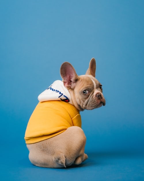 French bulldog wearing a sweatshirt looking back at the camera
