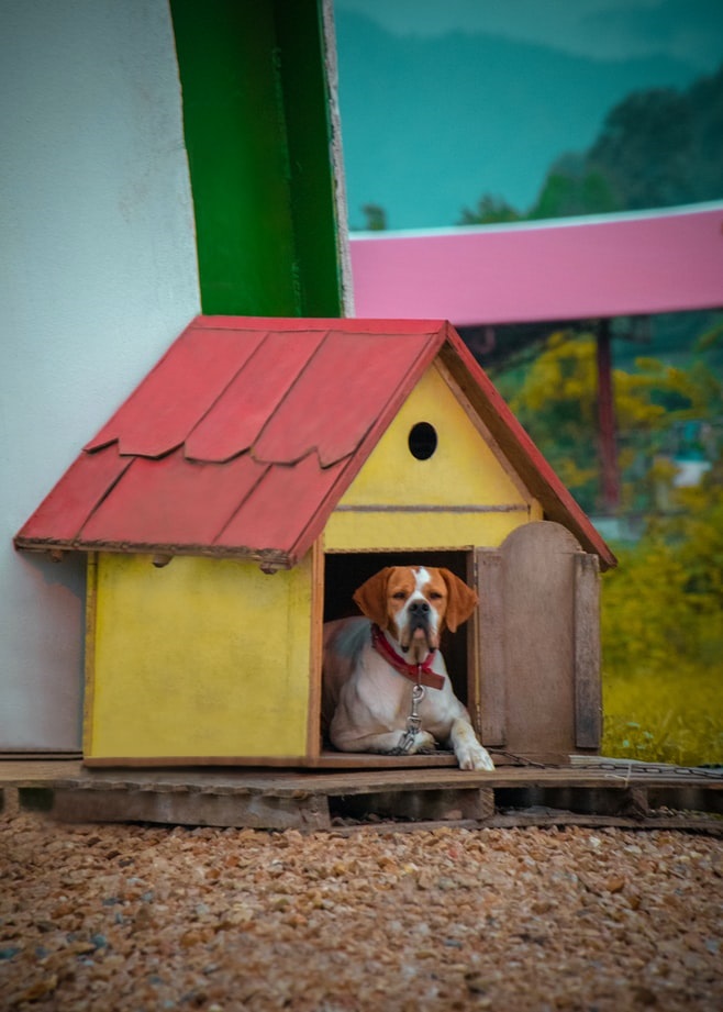 Dog lounging in a dog house at a doggy daycare