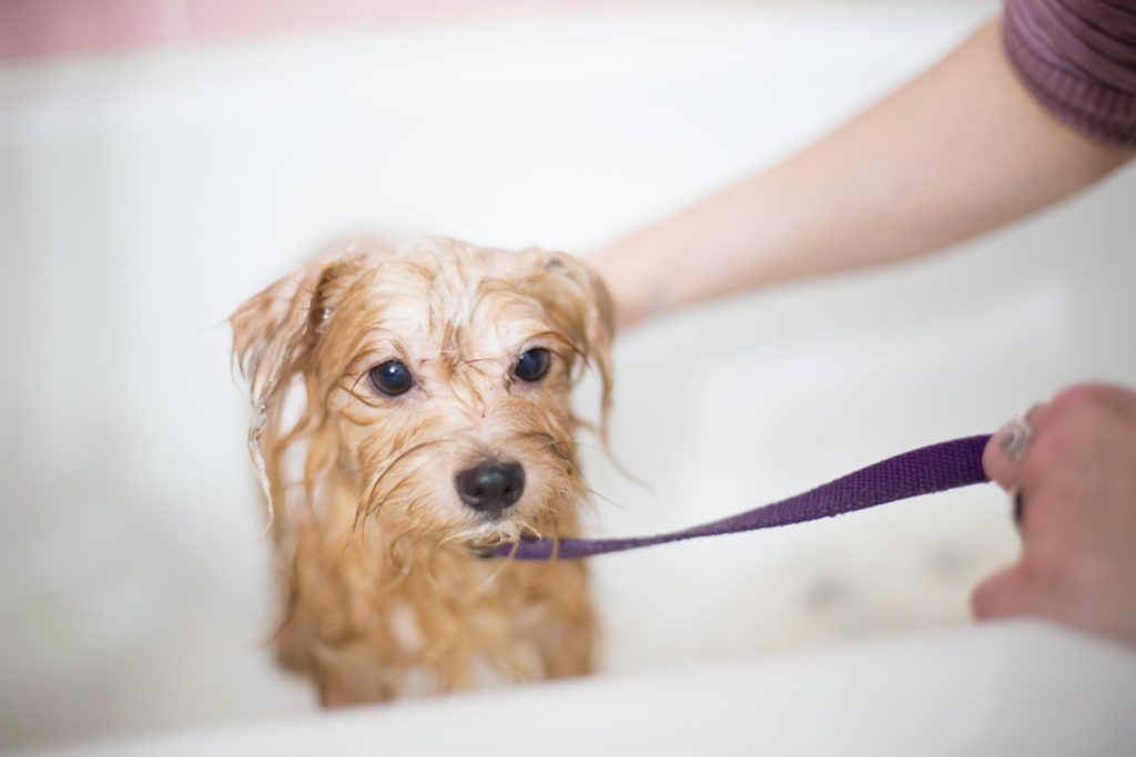 Pet groomer washing a puppy in a bath tub