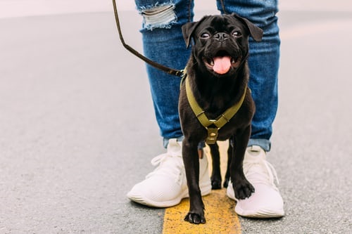 Pug standing in between dog walker's feet in the street