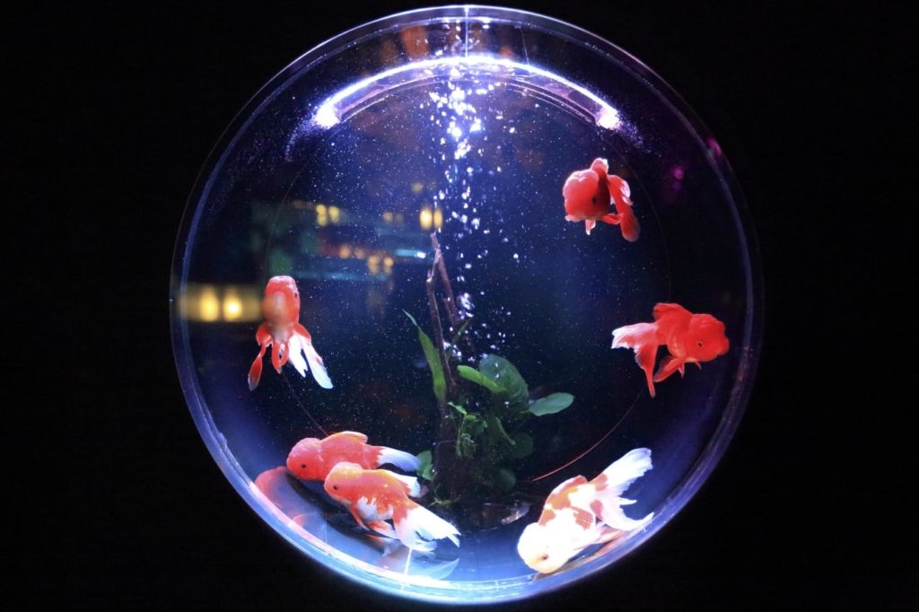 Several goldfish swimming in a fish bowl