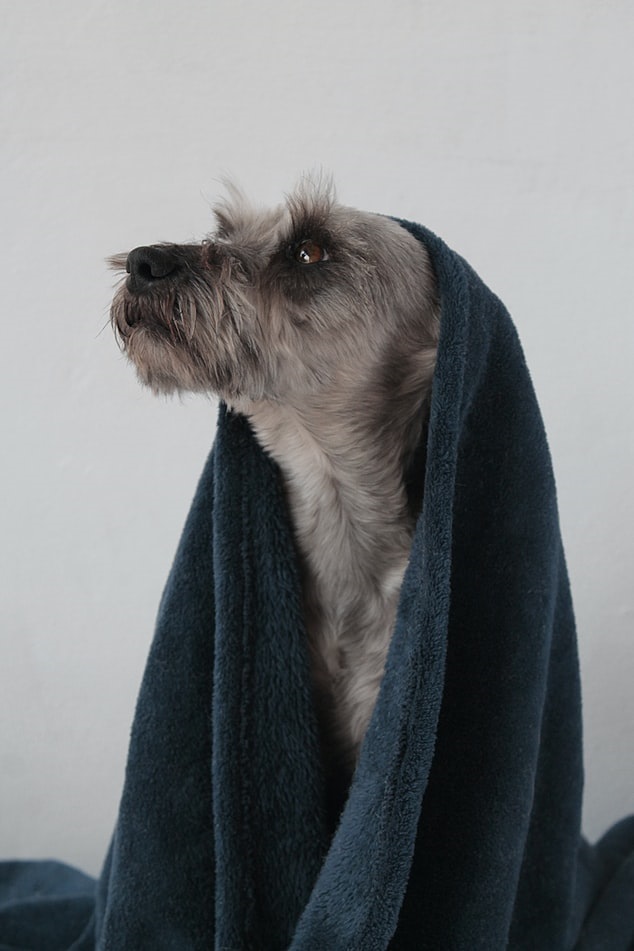 Dog looking up with a towel draped over itself