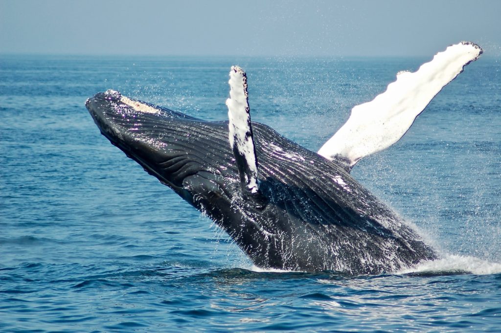 Whale breaching the surface of the ocean