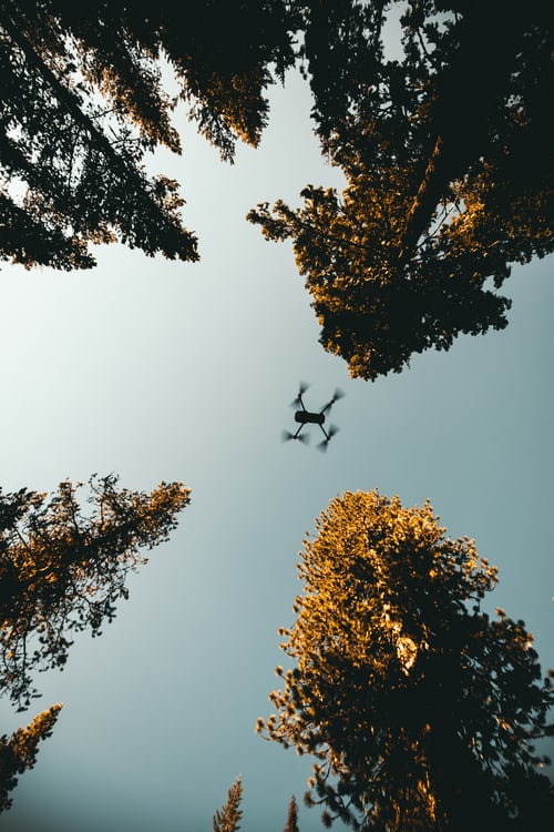 Image from below of a drone flying overhead through trees