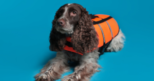 Should You Recommend A Dog Training Vest To Clients?