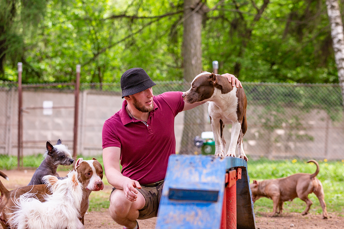 Should I Offer Dog Board and Train Services?