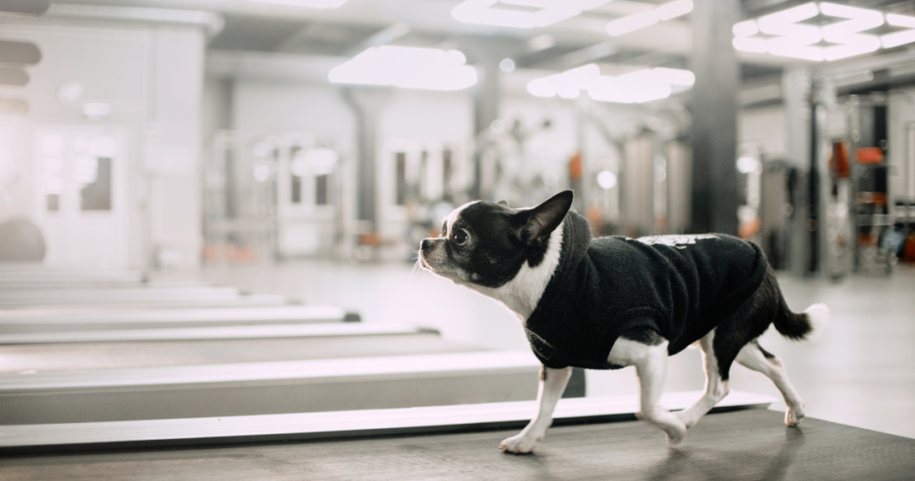 Mobile Dog Gym, Dog on a treadmill