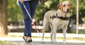 Everything To Know About Service Dog Training
