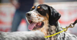 Top Conferences for Dog Trainers in 2023