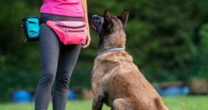How To Book More Clients In Your Dog Training Classes