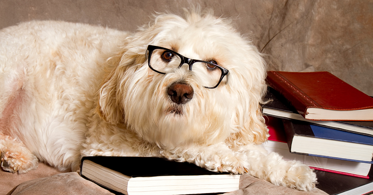 The Best Books for Dog Trainers in 2023