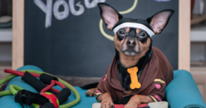 The Best E-commerce Platform for Dog Trainers
