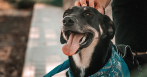 The All-In-One Pet Business Software