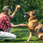 Online dog trainer course