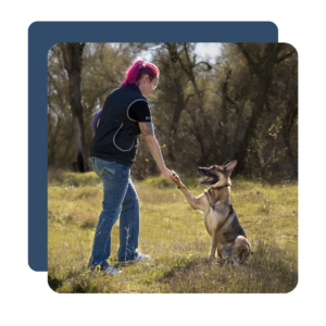 The Add-On Pet Parents Actually Want